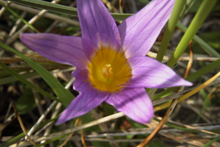 2006-02-12-020-Sand-Crocus
