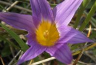 2006-02-12-021-Sand-Crocus