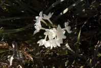 2006-02-13-029-Daffodil