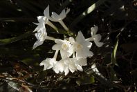 2006-02-13-030-Daffodil