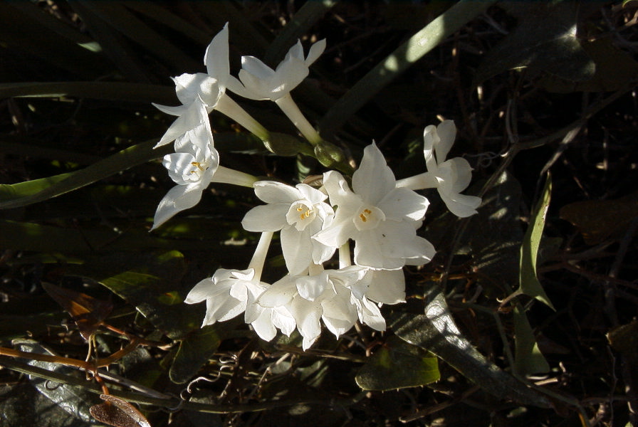 2006-02-13-030-Daffodil