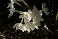 2006-02-13-031-Daffodil