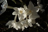 2006-02-13-032-Daffodil