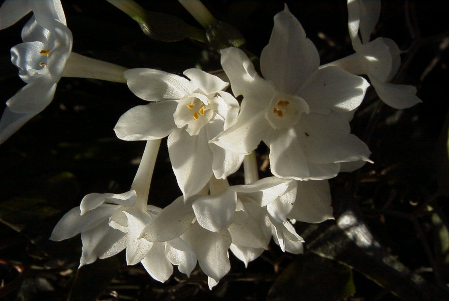 2006-02-13-032-Daffodil