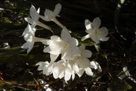 2006-02-13-033-Daffodil