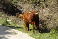 2006-02-13-046-Moo