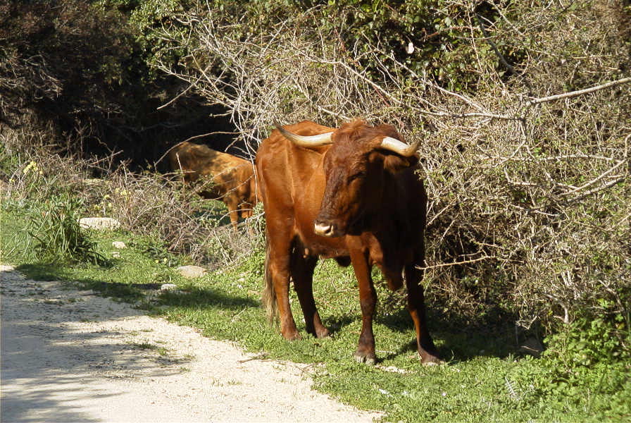 2006-02-13-046-Moo