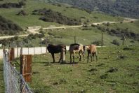 2006-02-13-048-Horses