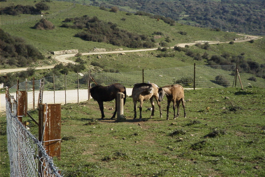 2006-02-13-048-Horses