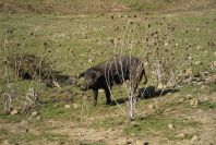 2006-02-13-049-Pigs