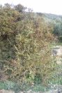 2006-02-14-001-Hawthorn