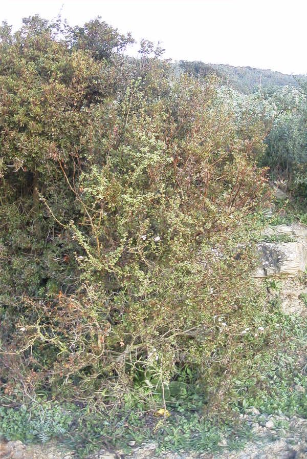 2006-02-14-001-Hawthorn