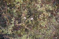 2006-02-14-002-Hawthorn