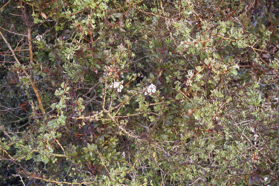2006-02-14-002-Hawthorn