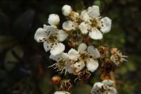 2006-02-14-003-Hawthorn
