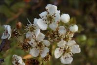2006-02-14-004-Hawthorn