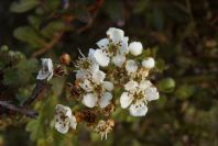 2006-02-14-005-Hawthorn