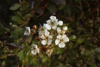 2006-02-14-006-Hawthorn