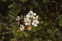 2006-02-14-007-Hawthorn