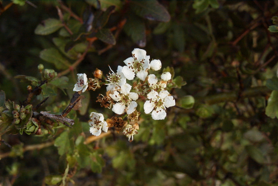 2006-02-14-007-Hawthorn