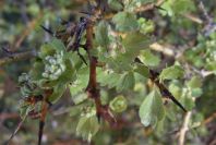 2006-02-14-008-Hawthorn
