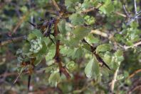 2006-02-14-009-Hawthorn