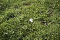 2006-02-14-022-Daffodil
