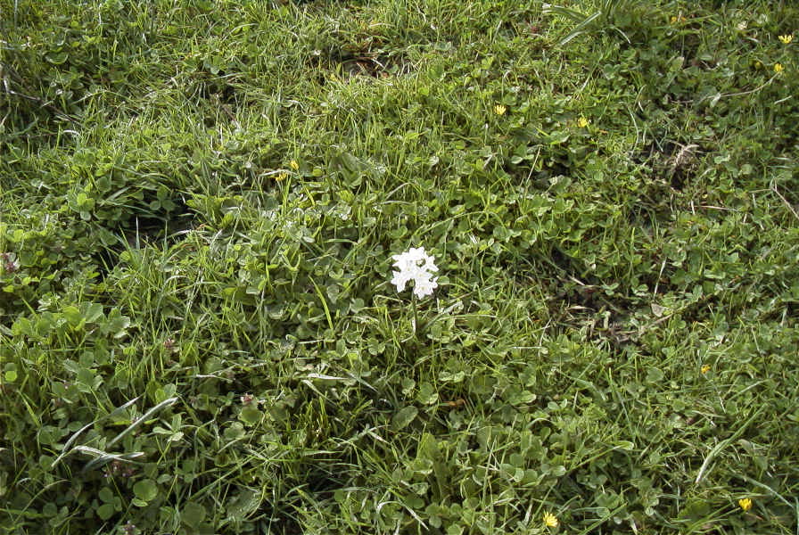 2006-02-14-022-Daffodil