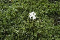 2006-02-14-023-Daffodil