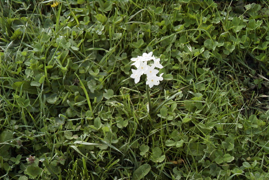 2006-02-14-023-Daffodil