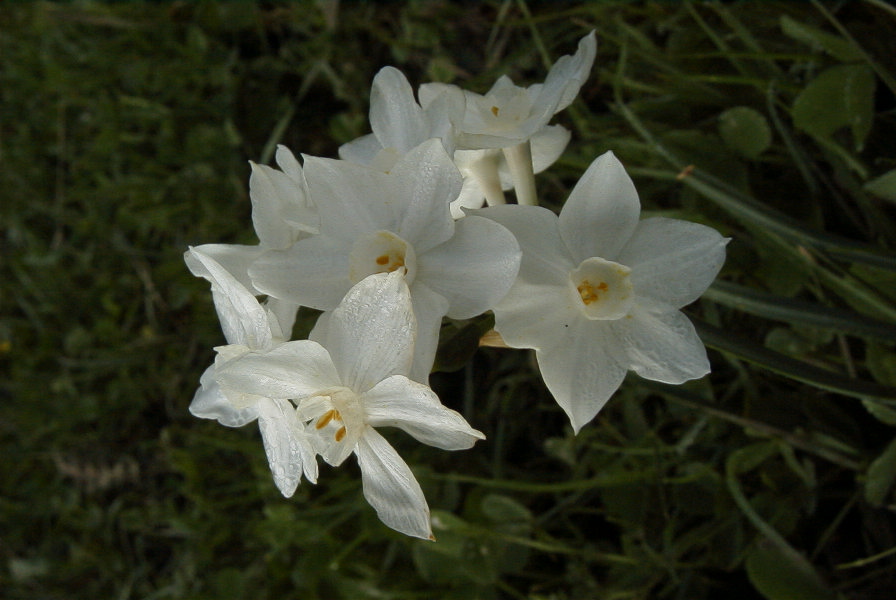 2006-02-14-027-Daffodil