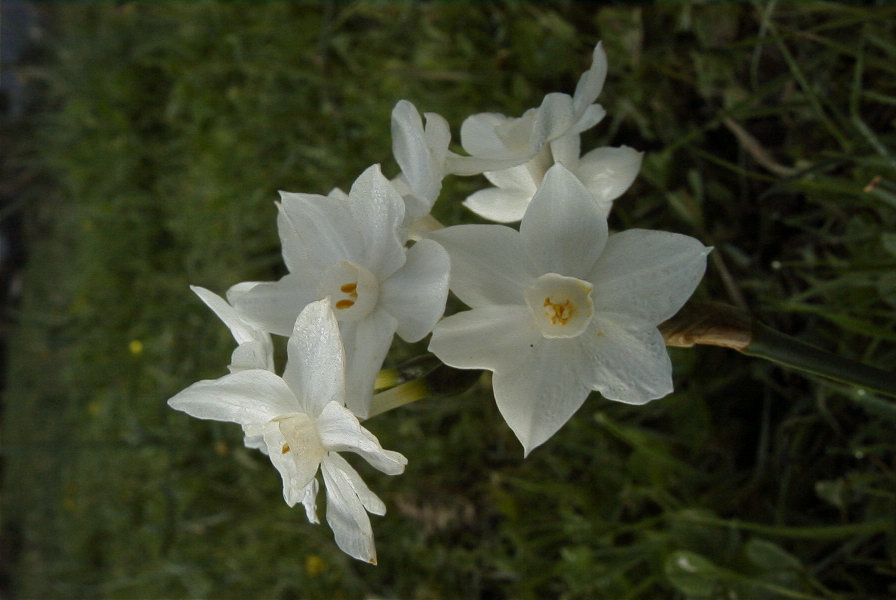 2006-02-14-028-Daffodil