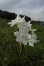 2006-02-14-029-Daffodil
