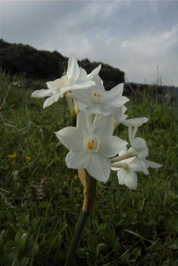 2006-02-14-029-Daffodil