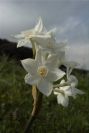 2006-02-14-030-Daffodil