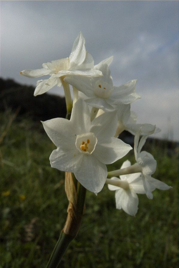 2006-02-14-030-Daffodil