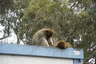 2006-02-15-009-Barbery-Ape