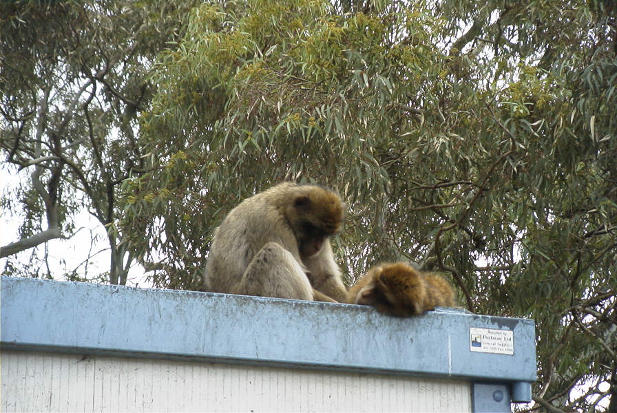 2006-02-15-009-Barbery-Ape