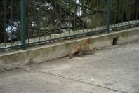 2006-02-15-016-Barbery-Ape