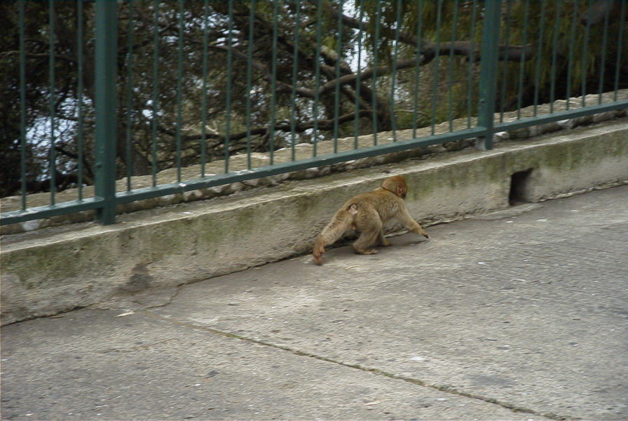 2006-02-15-016-Barbery-Ape
