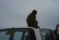 2006-02-15-022-Barbery-ape