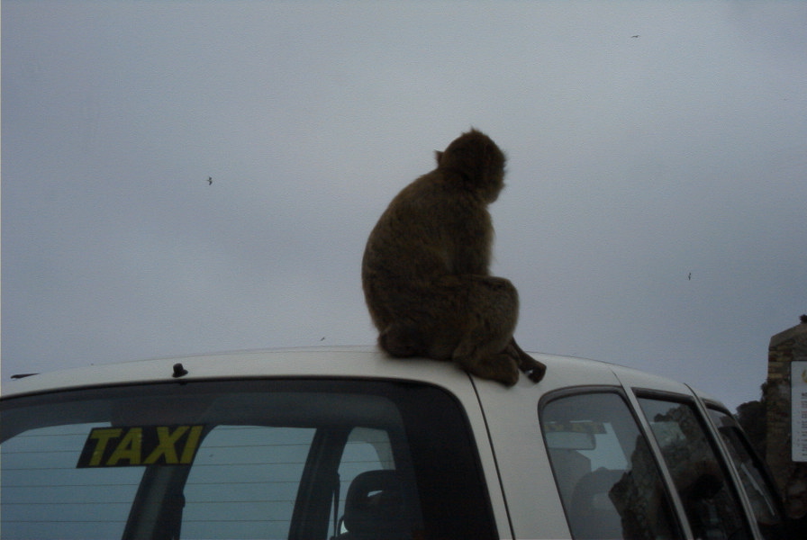 2006-02-15-022-Barbery-ape