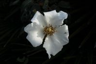 2006-02-16-006-Rose