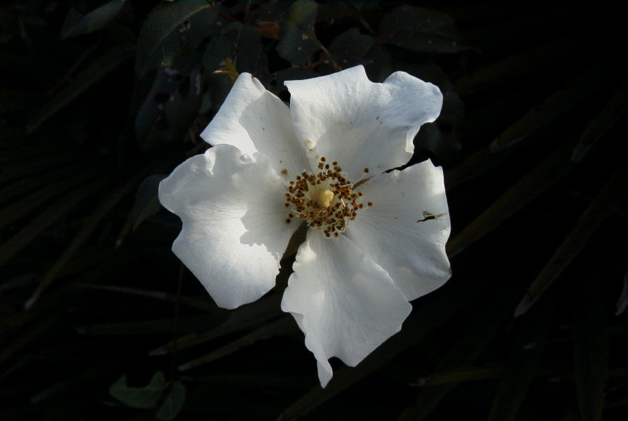 2006-02-16-006-Rose