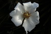 2006-02-16-007-Rose
