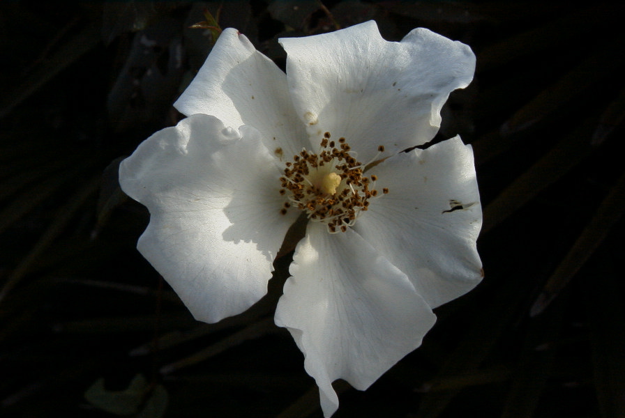 2006-02-16-007-Rose