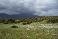 2006-02-16-022-Meadow