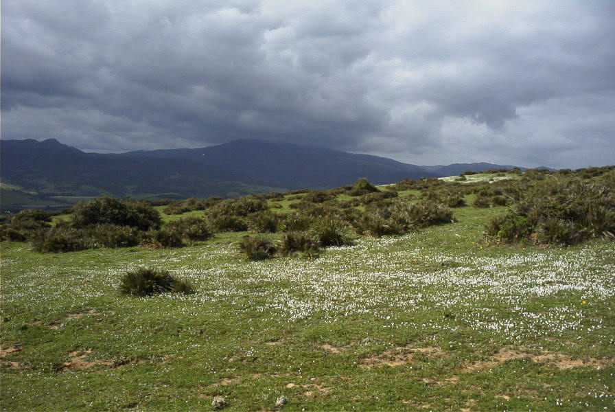 2006-02-16-022-Meadow
