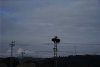 2006-02-17-003-Storks