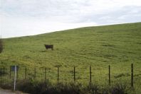 2006-02-17-007-Cow